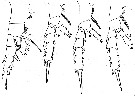 Espèce Gaetanus brevispinus - Planche 18 de figures morphologiques