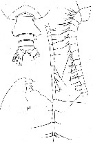 Espèce Pseudochirella mawsoni - Planche 11 de figures morphologiques