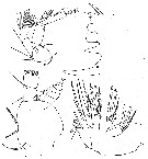 Espèce Pseudochirella mawsoni - Planche 12 de figures morphologiques