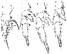 Espèce Pseudochirella mawsoni - Planche 14 de figures morphologiques