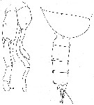 Espèce Pseudochirella mawsoni - Planche 7 de figures morphologiques