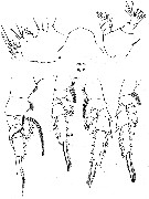 Espèce Pseudochirella mawsoni - Planche 9 de figures morphologiques