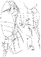 Espèce Paraeuchaeta austrina - Planche 1 de figures morphologiques