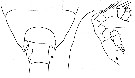 Espèce Paraeuchaeta austrina - Planche 2 de figures morphologiques