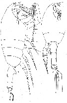 Espèce Paraeuchaeta rasa - Planche 6 de figures morphologiques