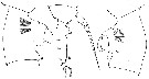 Espèce Paraeuchaeta rasa - Planche 7 de figures morphologiques