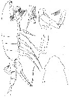 Espèce Paraeuchaeta biloba - Planche 12 de figures morphologiques
