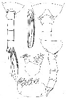 Species Paraeuchaeta biloba - Plate 13 of morphological figures