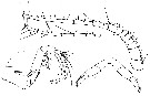 Espce Cornucalanus robustus - Planche 4 de figures morphologiques