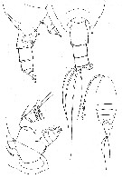 Espce Cornucalanus robustus - Planche 5 de figures morphologiques