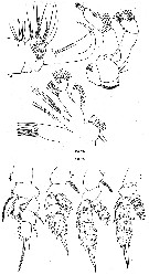 Species Cornucalanus robustus - Plate 6 of morphological figures