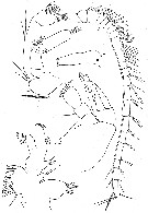 Espèce Mixtocalanus alter - Planche 9 de figures morphologiques