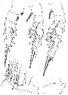 Species Mixtocalanus alter - Plate 10 of morphological figures