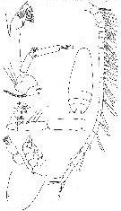 Espèce Racovitzanus antarcticus - Planche 7 de figures morphologiques