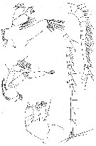 Espèce Amallothrix dentipes - Planche 9 de figures morphologiques