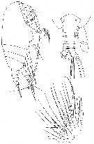 Species Amallothrix dentipes - Plate 4 of morphological figures