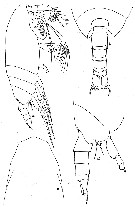 Espèce Scaphocalanus farrani - Planche 8 de figures morphologiques
