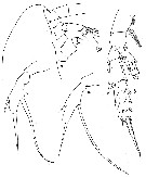 Espèce Scaphocalanus farrani - Planche 9 de figures morphologiques