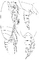 Species Scaphocalanus affinis - Plate 5 of morphological figures