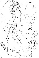 Espèce Temorites brevis - Planche 3 de figures morphologiques