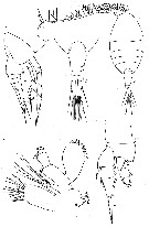 Species Lucicutia ovalis - Plate 7 of morphological figures