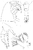 Species Lucicutia curta - Plate 9 of morphological figures