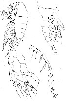 Espèce Lucicutia curta - Planche 11 de figures morphologiques