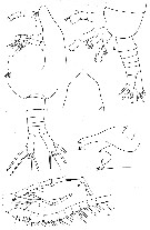 Espèce Haloptilus oxycephalus - Planche 7 de figures morphologiques