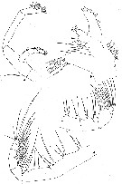 Species Haloptilus oxycephalus - Plate 8 of morphological figures