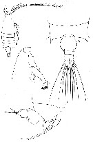 Espèce Candacia maxima - Planche 2 de figures morphologiques