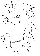Species Candacia maxima - Plate 3 of morphological figures
