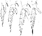 Espèce Candacia maxima - Planche 5 de figures morphologiques