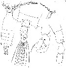 Espèce Candacia maxima - Planche 6 de figures morphologiques