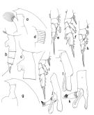 Espèce Paraeuchaeta eminens - Planche 2 de figures morphologiques