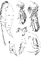 Species Bathycalanus bradyi - Plate 5 of morphological figures