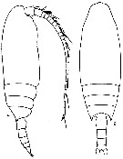 Species Chiridius polaris - Plate 12 of morphological figures