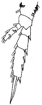 Espce Monacilla gracilis - Planche 3 de figures morphologiques