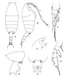 Espèce Paraeuchaeta rasa - Planche 4 de figures morphologiques