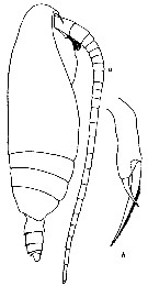 Espèce Scolecithrix magnus - Planche 1 de figures morphologiques