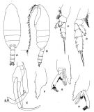 Espèce Paraeuchaeta rasa - Planche 5 de figures morphologiques