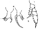 Espèce Heterorhabdus austrinus - Planche 10 de figures morphologiques