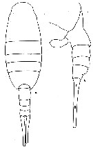 Espèce Lucicutia wolfendeni - Planche 10 de figures morphologiques