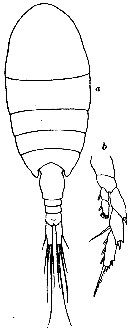Species Lucicutia ovalis - Plate 10 of morphological figures