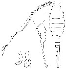 Espèce Lucicutia bicornuta - Planche 5 de figures morphologiques