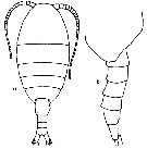 Species Nullosetigera helgae - Plate 11 of morphological figures