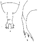 Espèce Euaugaptilus placitus - Planche 5 de figures morphologiques