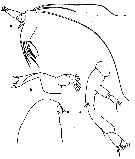 Espèce Euaugaptilus gibbus - Planche 4 de figures morphologiques