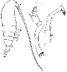 Espèce Euaugaptilus longimanus - Planche 7 de figures morphologiques