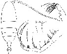 Species Euaugaptilus nodifrons - Plate 14 of morphological figures