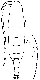 Espèce Temorites minor - Planche 4 de figures morphologiques